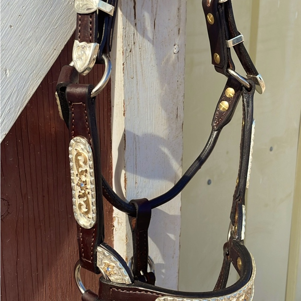 Weanling Kathys Santana show halter
